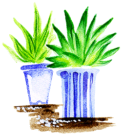 植物の絵